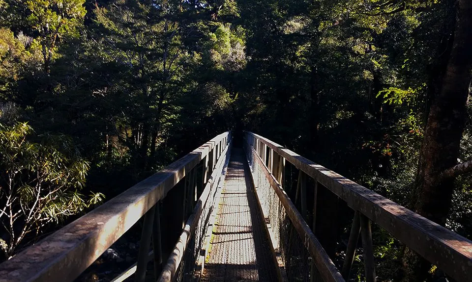Hooper Loop - Mt Holdsworth, Wellington