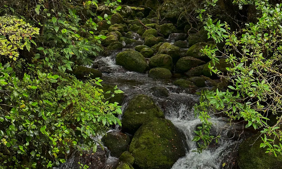 Duffy Creek Route, West Coast