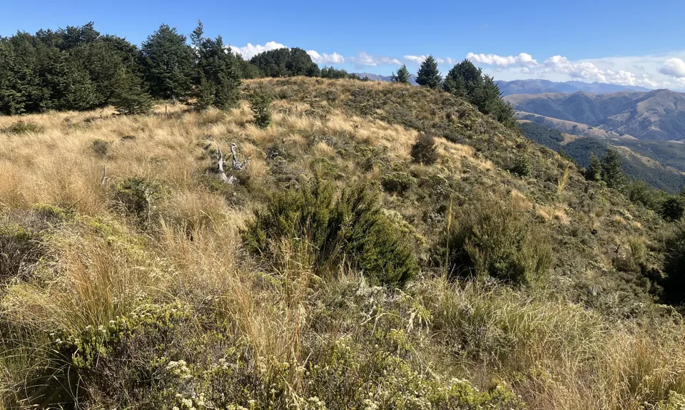 Mt Thomas via Ridge Track, Canterbury