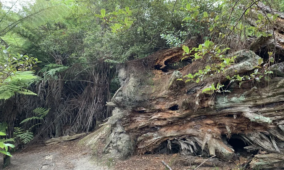 Centennial Park trails (Campbells Bay), Auckland