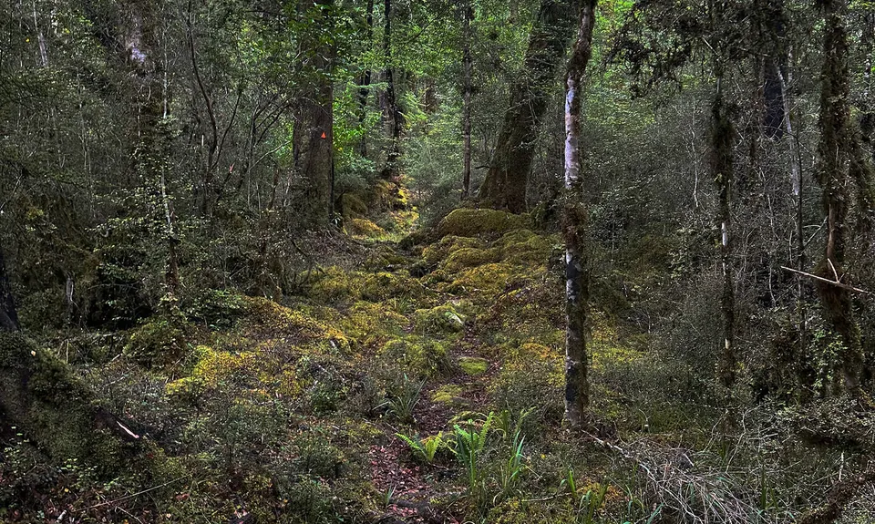 Duffy Creek Route, West Coast