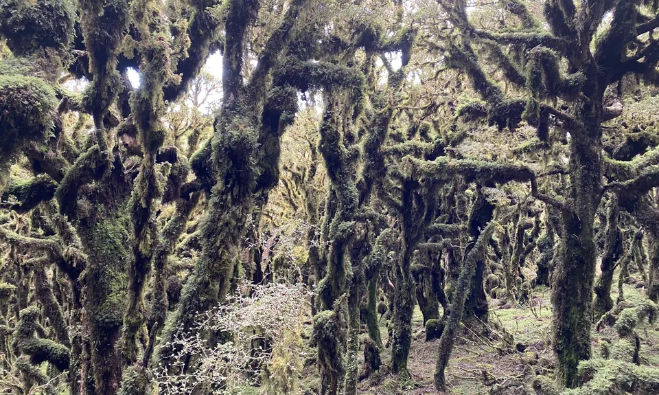 Kapakapanui Loop, Wellington