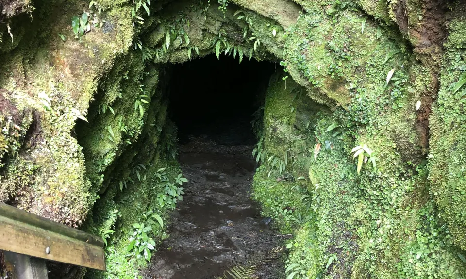 Tartare Tunnel Track, West Coast