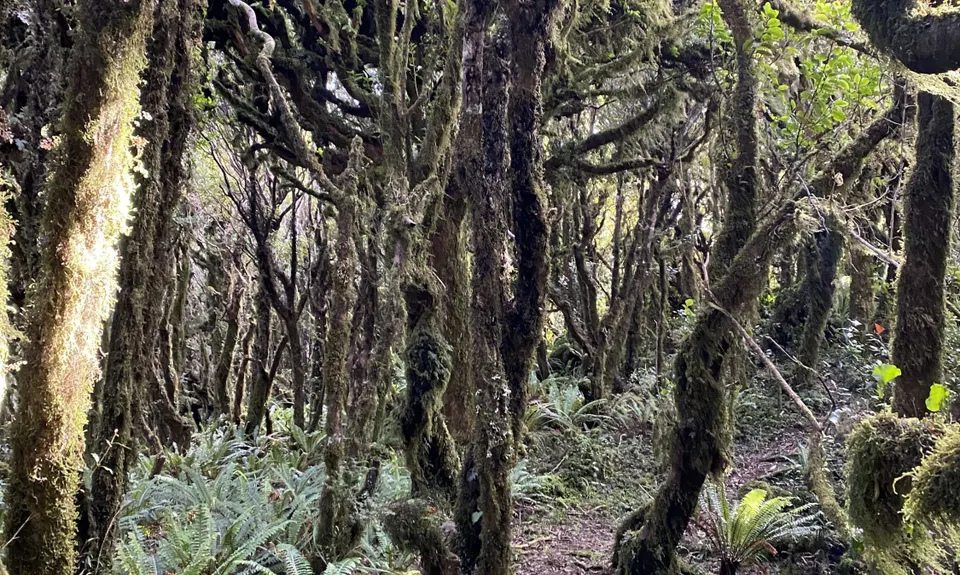 The Big Wainui Loop, Wellington