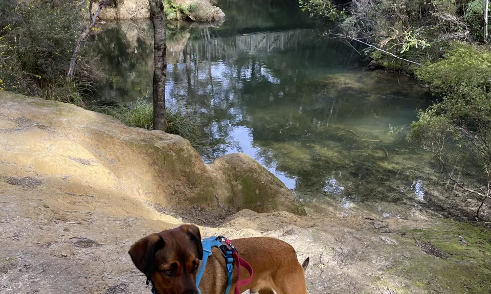 Butterfly Creek Loop, Wellington