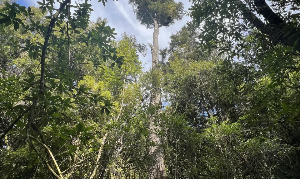 Sutherland's Puriri Bush, Manawatu - Wanganui