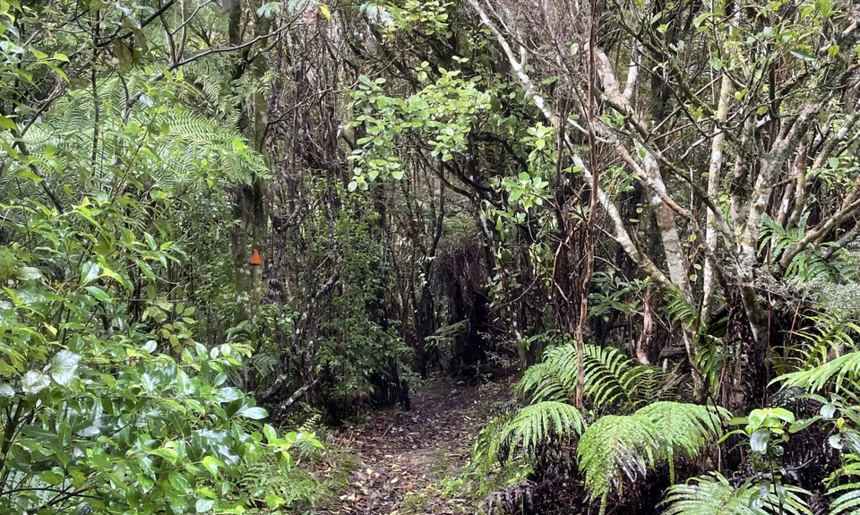 Pukapuka Track, Auckland