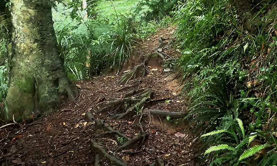 Te Aroha Summit Loop, Waikato
