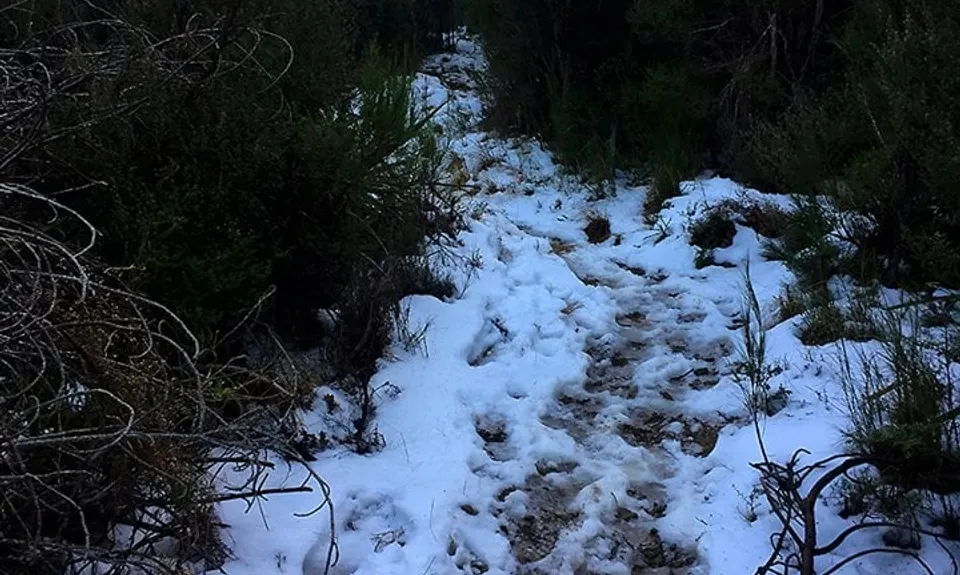 Mt Thomas Grunt, Canterbury