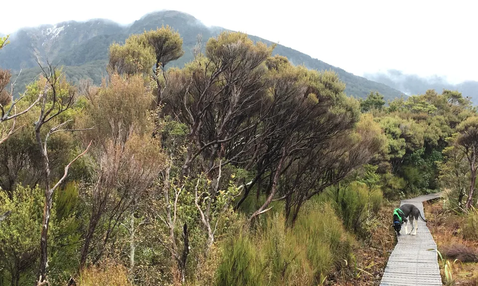 Powell Hut, Wellington