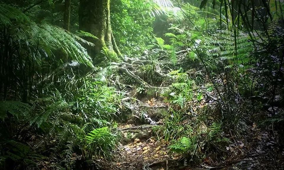 Te Aroha Summit Loop, Waikato