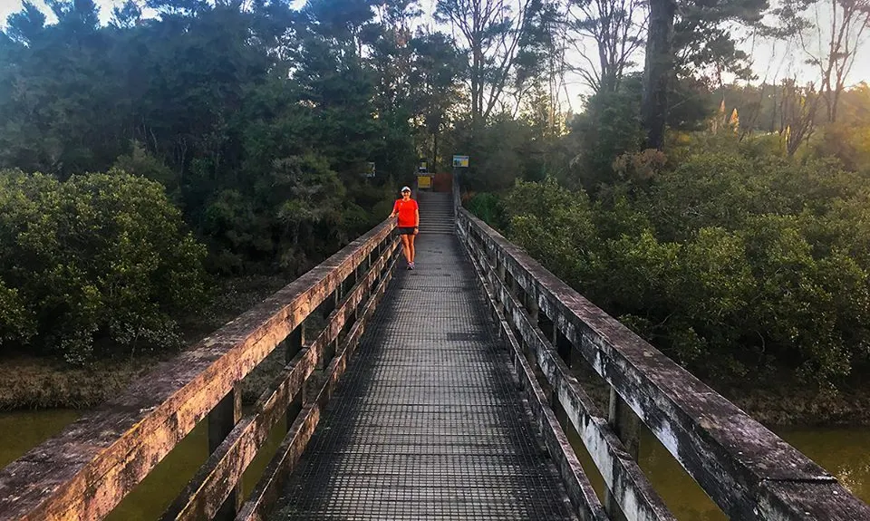 Okura Bush, Auckland