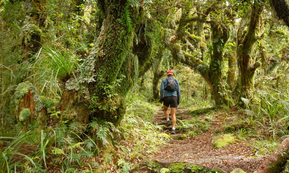 Wilkie and The Enchanted Ridge, Taranaki