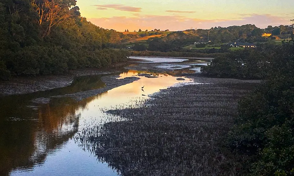 Okura Bush, Auckland