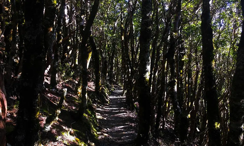Hooper Loop - Mt Holdsworth, Wellington
