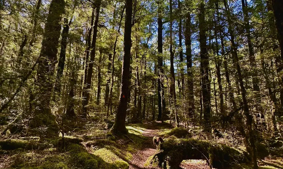 Johnson Creek Track, Tasman