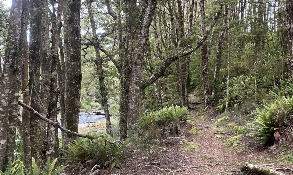 Catlins River Track, Otago