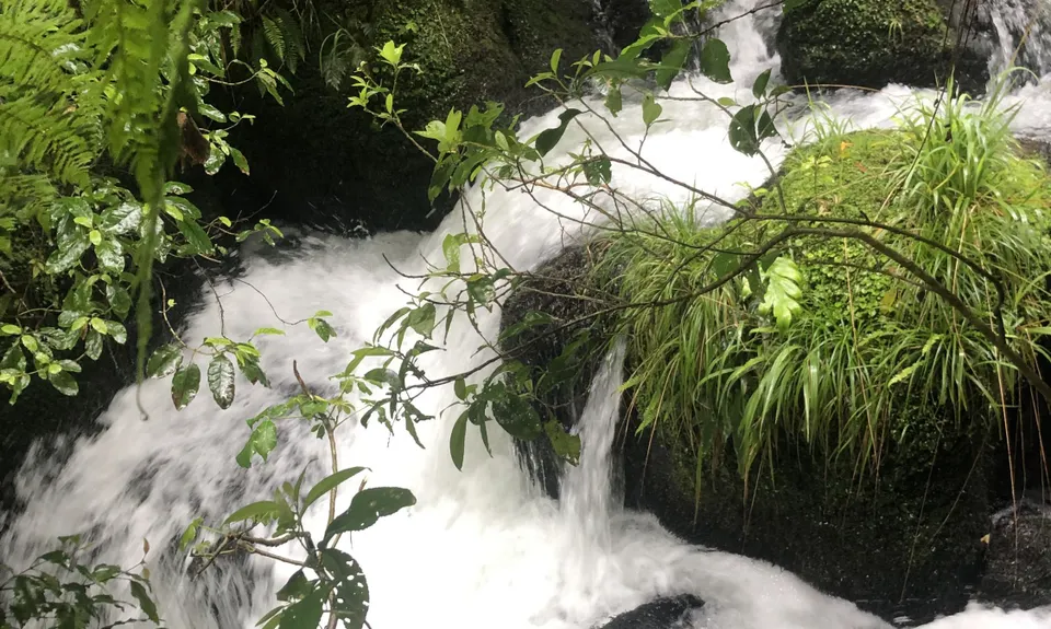 Woods Mill Track, Waikato