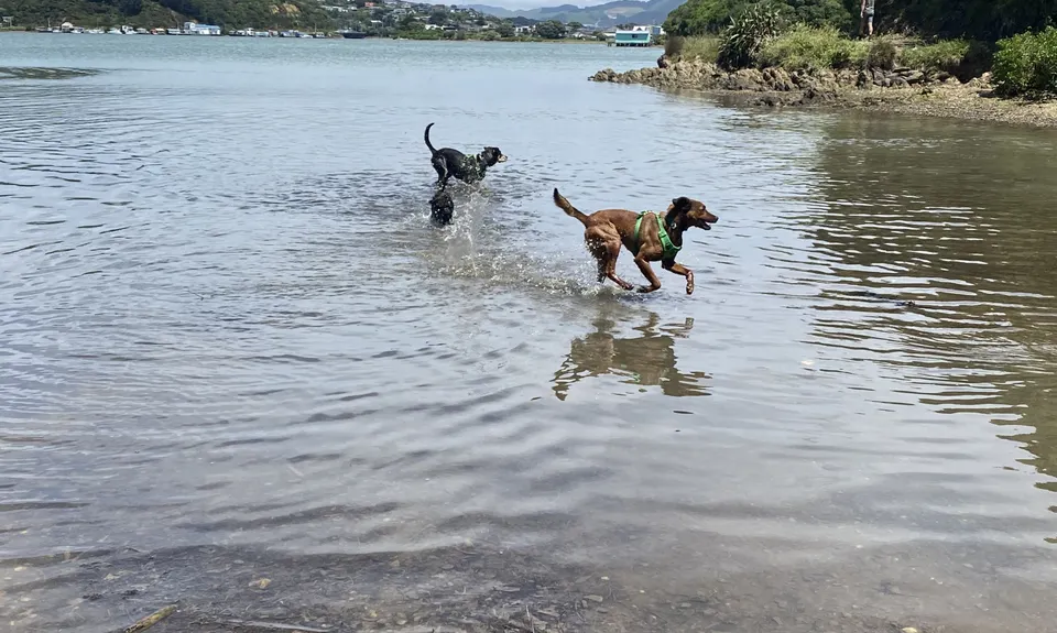 Pauahatanui Trio, Wellington
