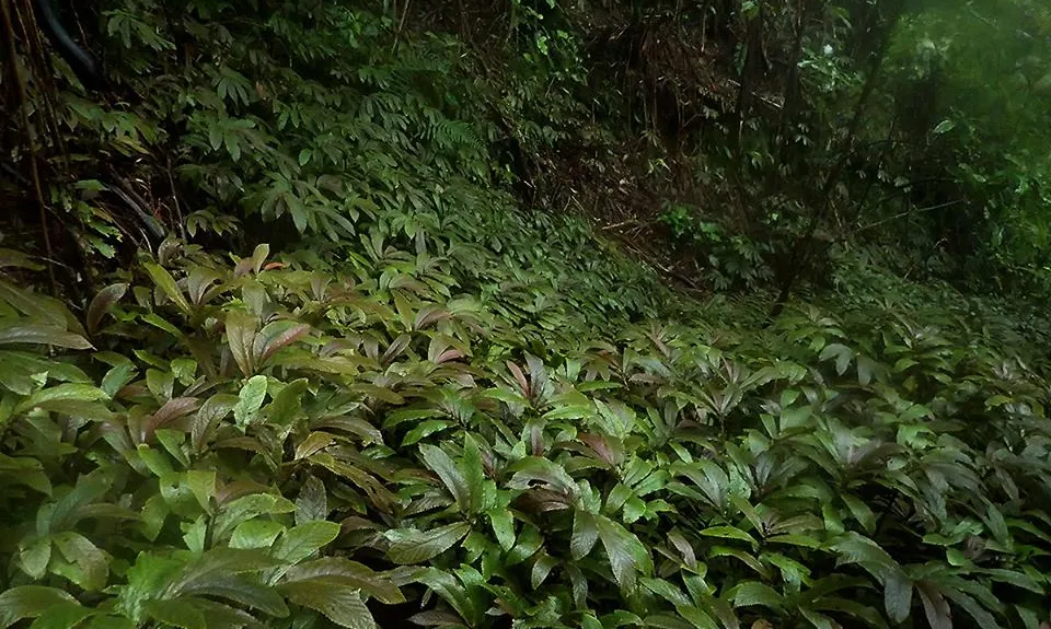 Te Aroha Summit Loop, Waikato