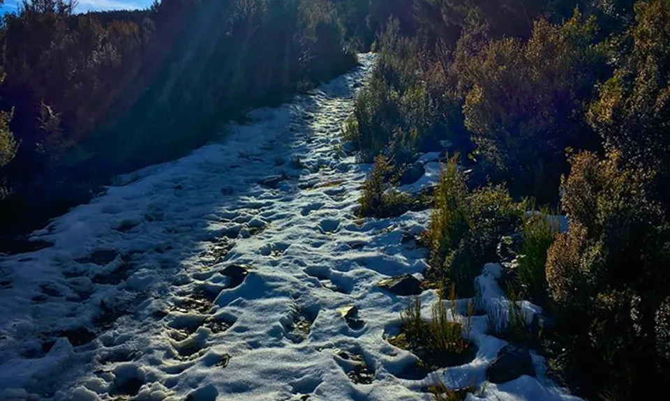 Mt Thomas Grunt, Canterbury
