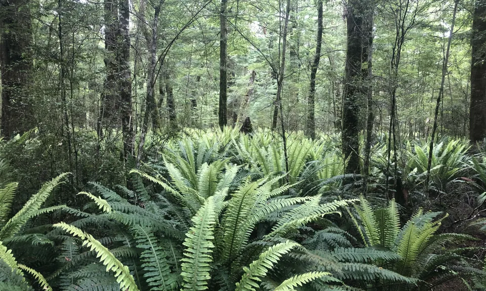 Waiau River Loop, Southland
