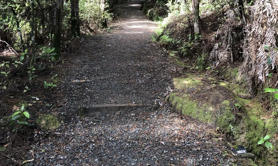 Suspension Bridge Track , Auckland