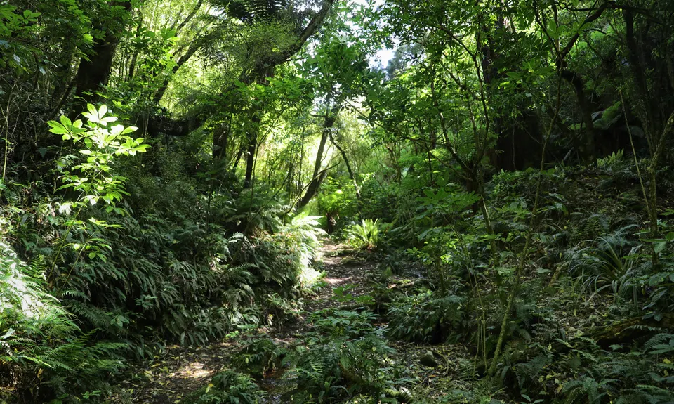 Trotters Trot, Otago