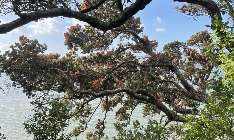 Waikowhai Stairs, Bush & Beach, Auckland