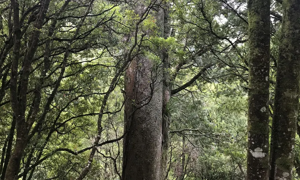 Te Aroha Killer Loop, Waikato