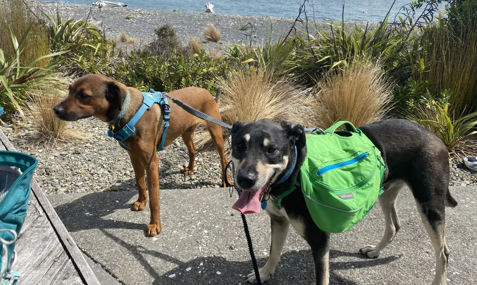Eastbourne Ridge Loop, Wellington