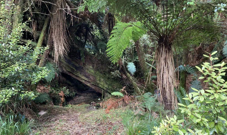 Mangamate Loop, Bay of Plenty