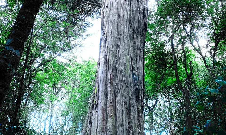 Pettifar & Gilchrist Loop, Manawatu - Wanganui