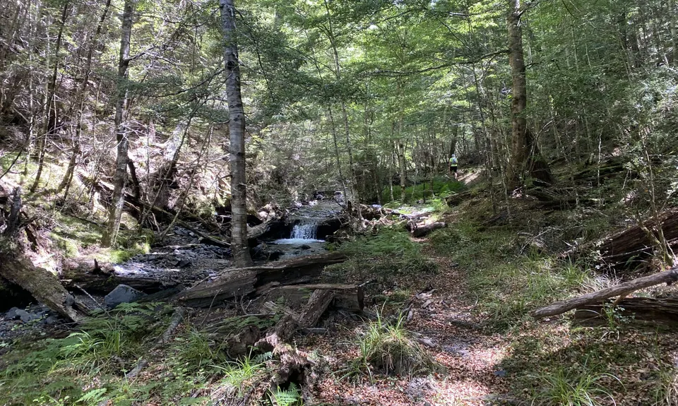 Jollie Brook Loop, Canterbury