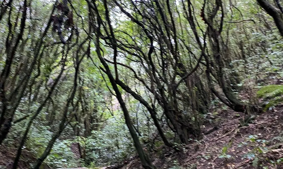 Waimapihi Treatie, Wellington