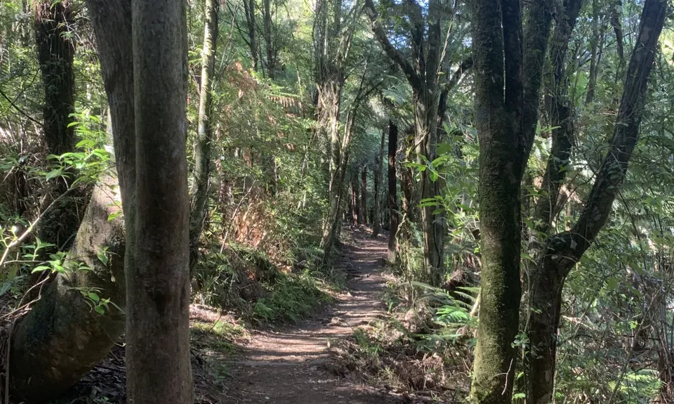 Karangahake Gold, Waikato