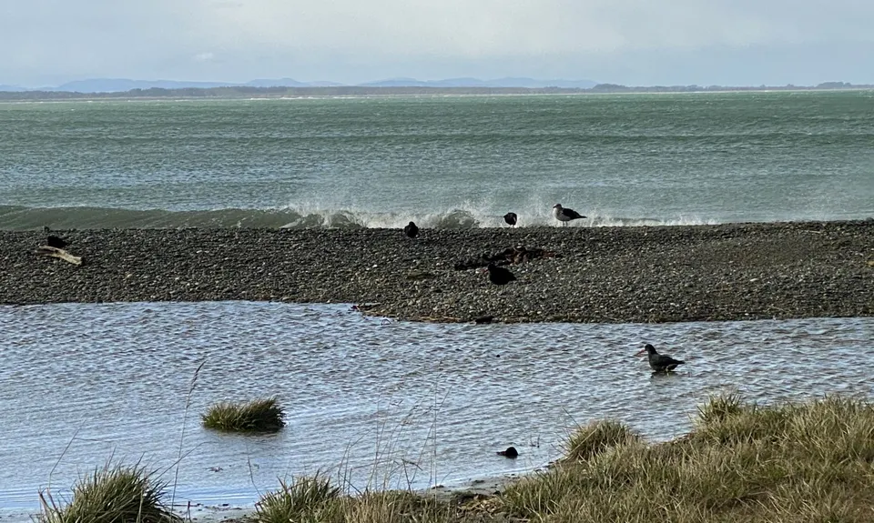 A Whale of a Trail, Southland