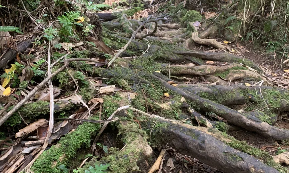 Ernie's loop, Auckland