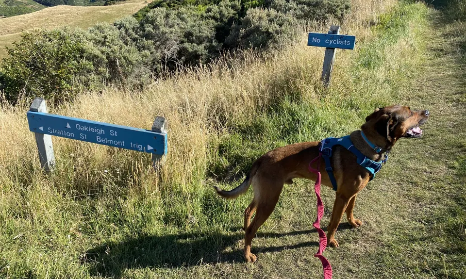 Belmont Tadpole Loop, Wellington