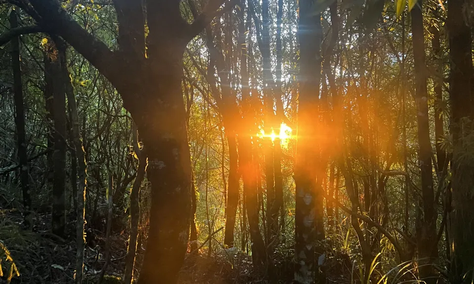 Woods Mill Track, Waikato