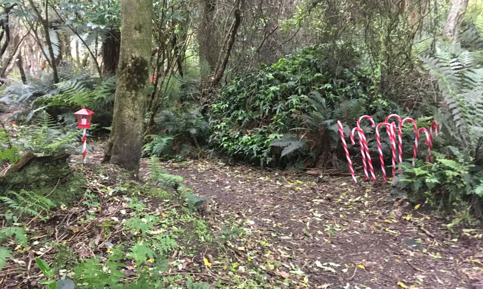 Mores Reserve Loop, Southland