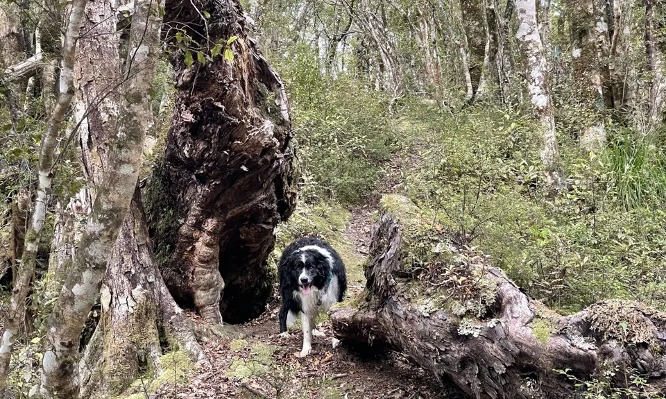 Murray Creek / Konini Track Loop, West Coast