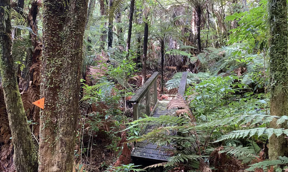 Ernie's loop, Auckland