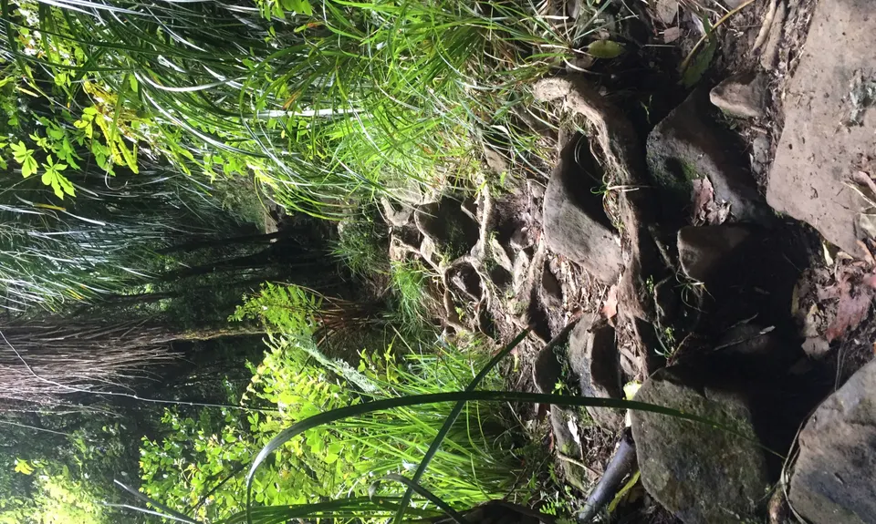 Te Aroha Summit Loop, Waikato