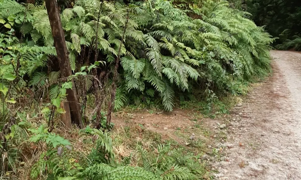 Orange Kakapiko, Bay of Plenty