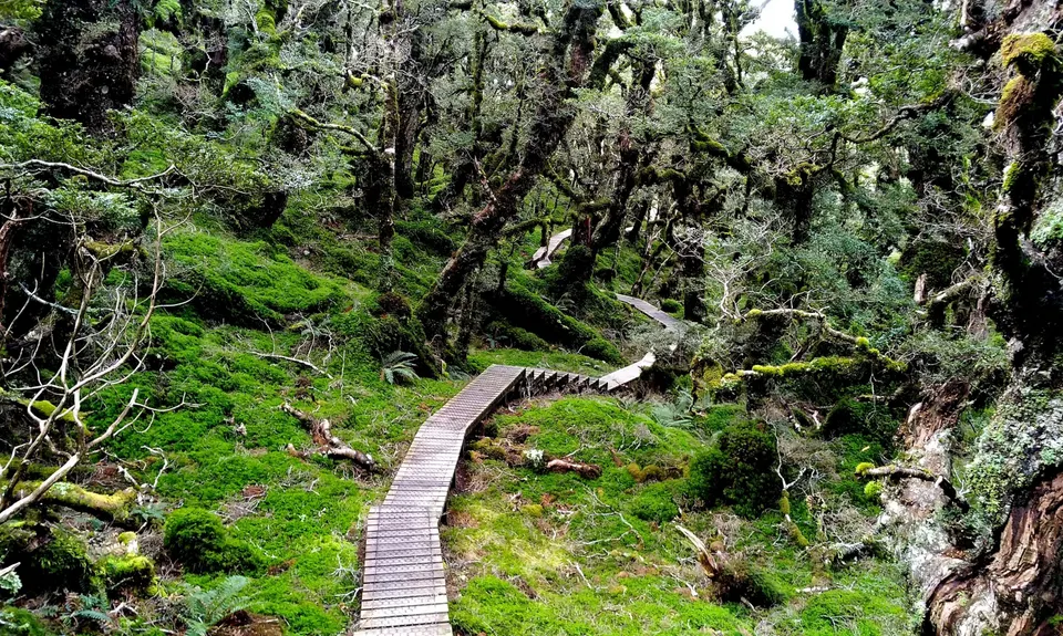Hump Ridge Track, Southland