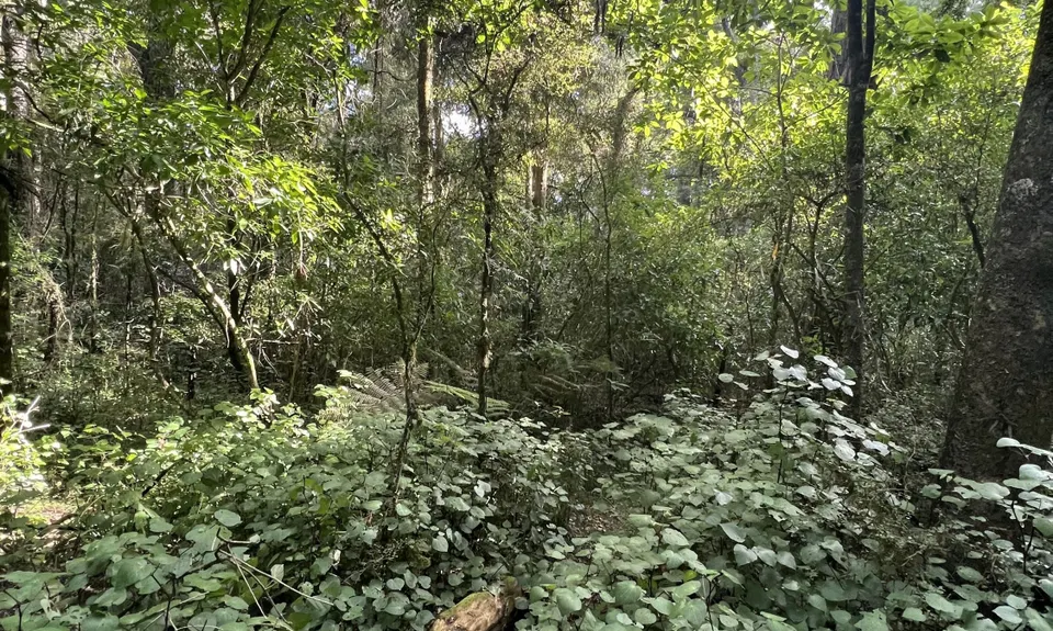 Sutherland's Puriri Bush, Manawatu - Wanganui