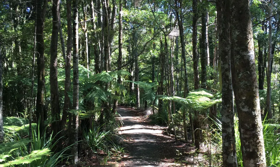 Wairoa Suspension Loop, Auckland