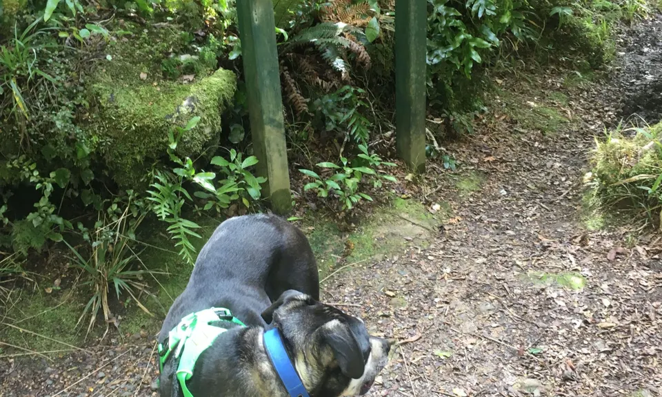 Where in the Whakanui?, Wellington