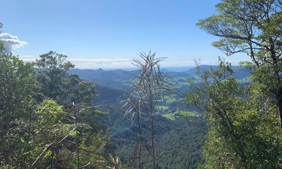Hihi Grunter, Waikato